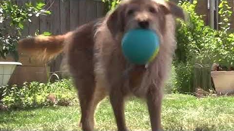 goDog® RhinoPlay™ Beast™