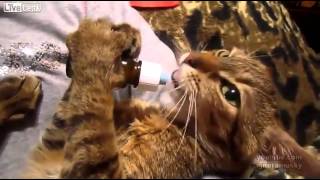 Zabavnyj Kotik Pet Detskoe Moloko