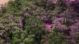 Grown under SunPlix LED grow light
