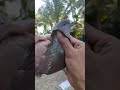 Satriya HM || Piyikan yang aku pasang ring PMTI sudah giring || part1