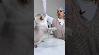 Hırçın Kedionline