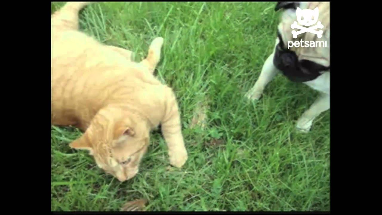 Crazy chipmunk plays with everyone