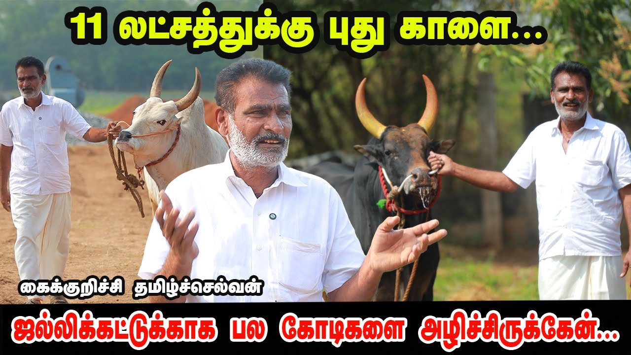 11 லட்சத்துக்கு புது காளை... கைக்குறிச்சி தமிழ்செல்வனின் மிரட்டலான காளைகள்!