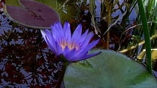 Day With Blue Beauty