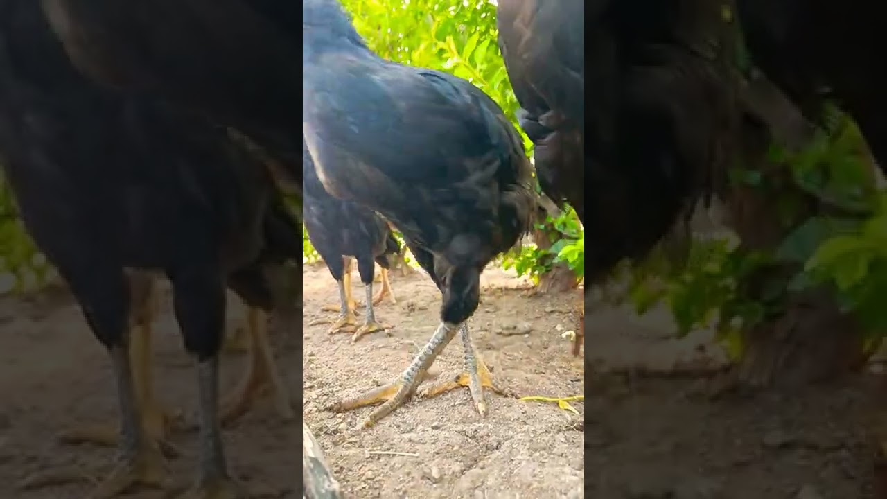 Cat chasing chickens 😻🐔