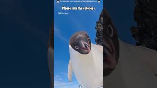 How about some cute penguins? #funny #animals #penguin #cute #foryou