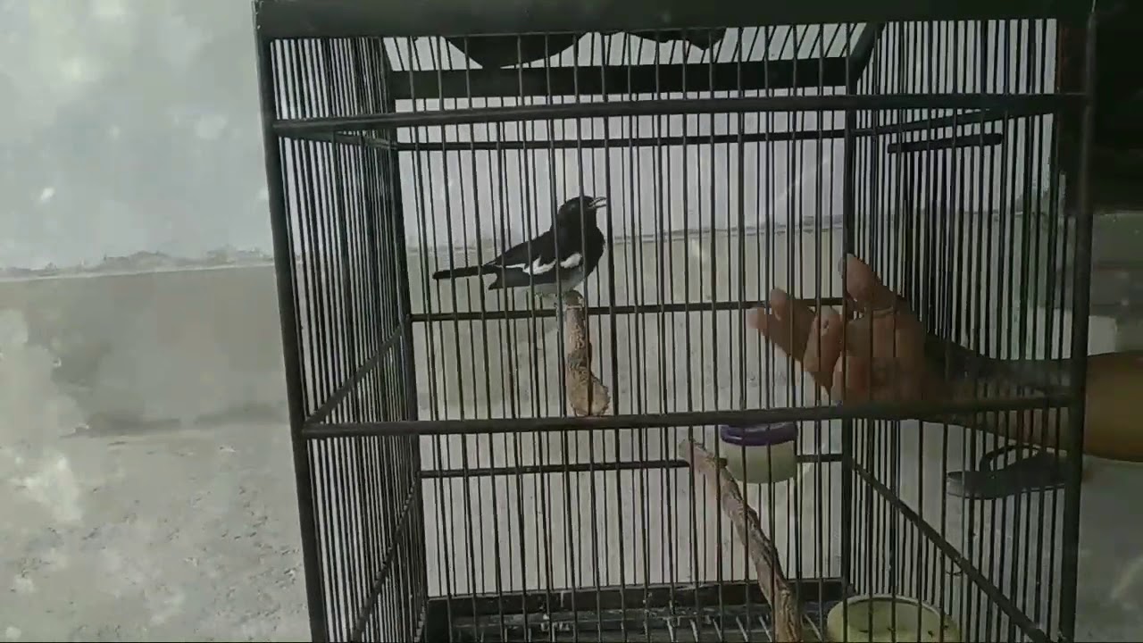 Kacer Isian Murai Batu Satria Baja Hitam Jinak Gacor Mental