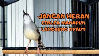 suara burung CIBLEK GACOR NGEBREN Pancingan Ciblek Semi bahan jadikan ciblek kristal gacor Tarung
