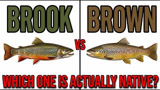 Brook Trout vs Brown Trout — Which One Are You Actually Fishing For