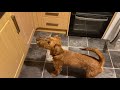 Irish Terrier after Christmas dinner の動画、YouTube動画。