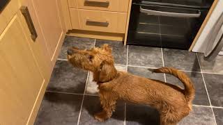 Irish Terrier after Christmas dinner