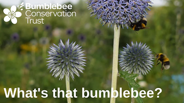 Beginner's Guide to Bumblebee ID with Dr. Richard ...