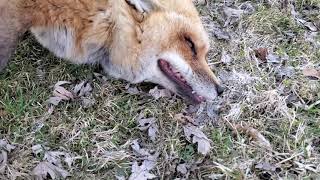 A special message from Finnegan Fox