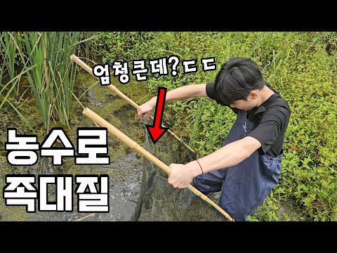 시골 농수로와 그 주변에는 어떤 생물들이 살까요..? feat.캐터피