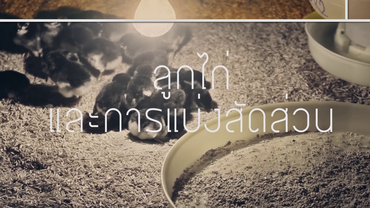 สารคดี ไก่ประดู่หางดำ มหาวิทยาลัยแม่โจ้