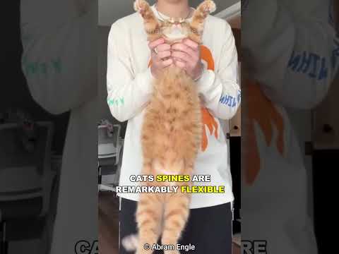 Why Cats Always