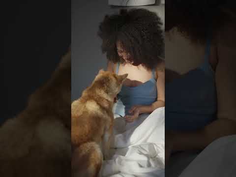 Hund kuscheln im