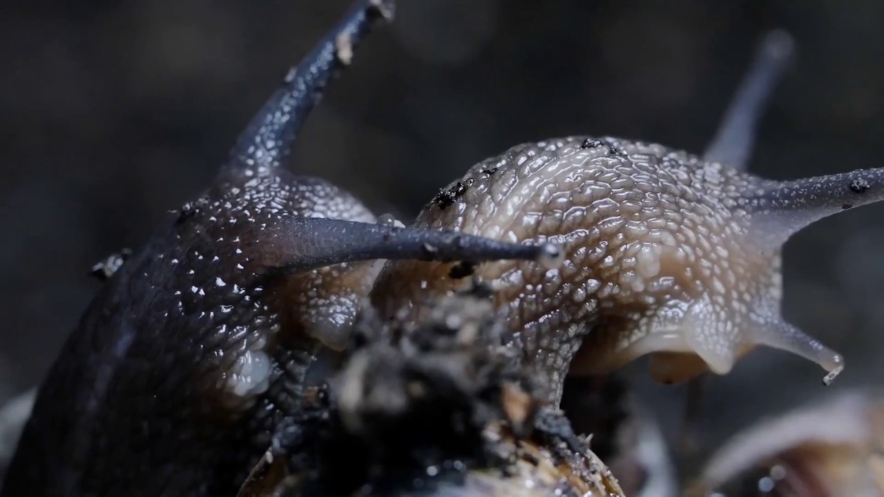 Gastropode 🐌 - Goi in the Hood - Clip live Neuronoise 2018