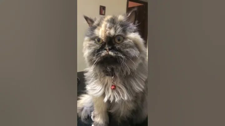 Watch the video about Confused Tricolor Persian Cat