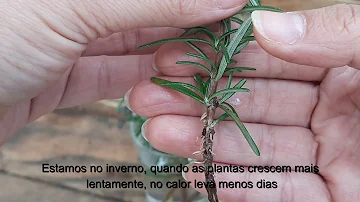 Como plantar Alecrim na água?
