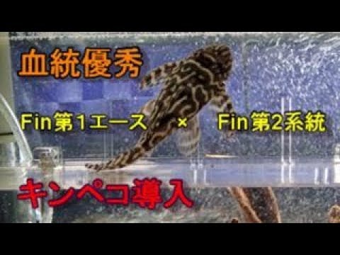 血統優秀 レキンペコ導入 『Fin第1エース×Fin第2系統』 素晴らしい 血統優秀 レキンペコ導入 『Fin第1エース×Fin第2系統』 素晴らしい
