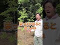 【大好評】今なら本来の姿のアオダモと出会える！