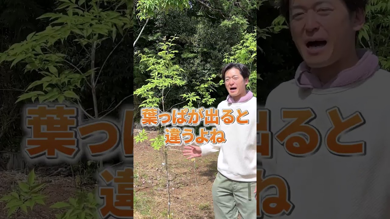 【大好評】今なら本来の姿のアオダモと出会える！