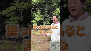 【大好評】今なら本来の姿のアオダモと出会える！