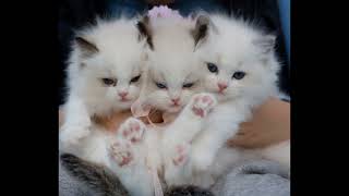 Hugging My Dog For Too Long Funny Reaction