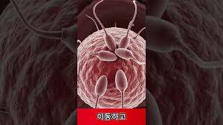 Ovulation occurs when a mature (egg) oocyte is released from the ovary #ovulation #oocyte