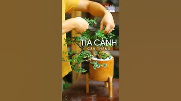 🌳 Hướng dẫn tạo dáng bonsai cây Cần Thăng cổ thụ - The Fish Design #shorts