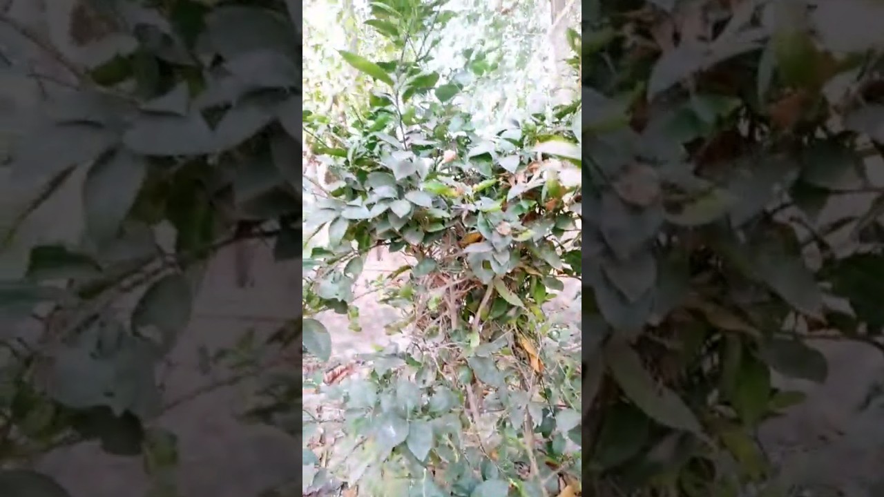 har har mahadev//my beautiful garden// 