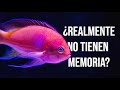 LOA PECES UNA ESPECIE INCREÍBLEMENTE SORPRENDENTE - YAMILA