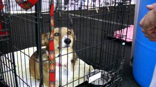 Best Friends' 2nd Super Pet Adoption