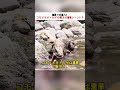 海岸で大暴れ！ コモドオオトカゲの驚きの捕食シーン！？ #コモドオオトカゲ #野生動物 #捕食シーン #自然界 #サバイバル