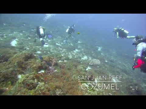 San Juan Reef, Cozumel