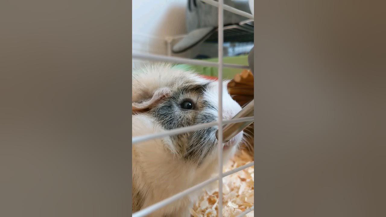 Guinea Pig drinks water and eats pellets YouTube