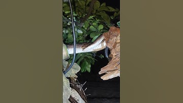 Hổ hành lên cây gặp nhau 😍 #snake #cobra