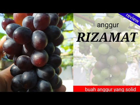 Video: Delicious and he althy Rizamat grapes