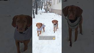 Una Dintre Activitatile Preferate De La Zapada