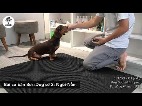 Chó Dachshund (lạp xưởng) tập lệnh Ngồi Nằm  Cách huấn luyện chó cơ bản BossDog