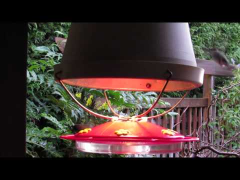 Winter Hummingbird Feeder Youtube