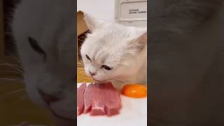 White Cats Tiny Bites Instant Happiness