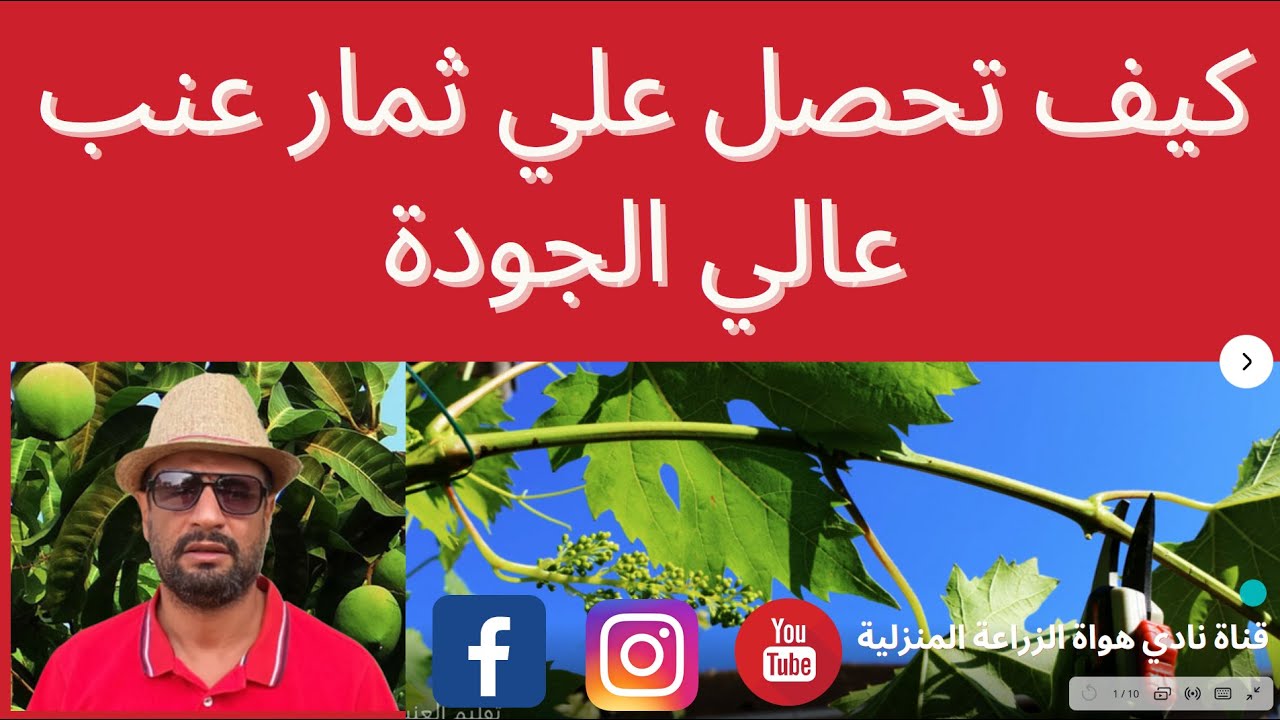 التقليم الخضري للعنب لضمان جودة عالية للثمار