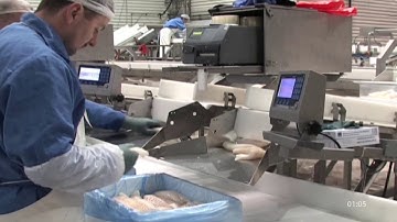 Fish Processing Flowline – Classic Flowline