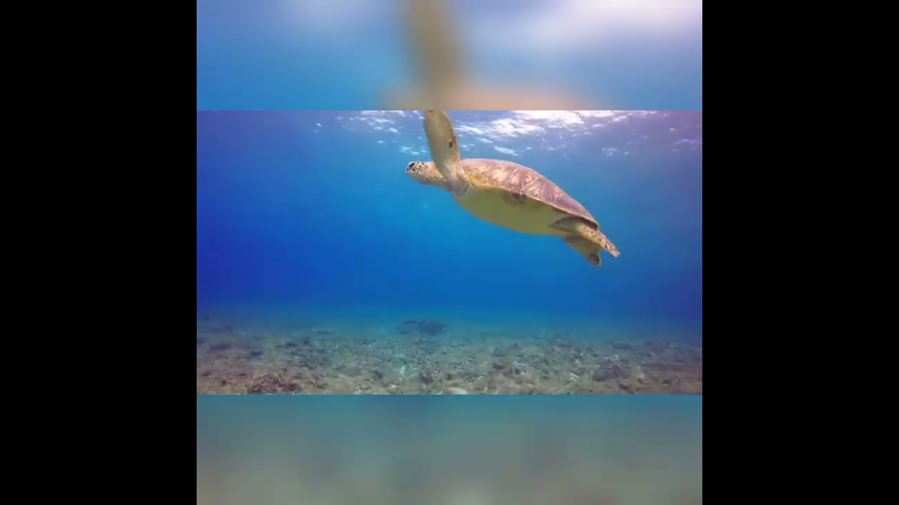 NO TE VOY A DEJAR,EN PISTAS Y LETRAS