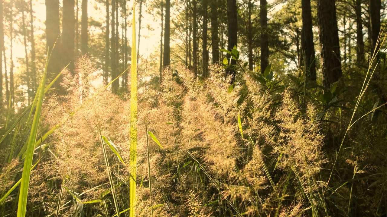 Nature vibe in Da Lat, Vietnam - Fujifilm XT4 Cinematic - Classic Negative - 4K