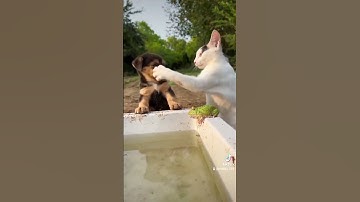 Giúp đỡ cún con.