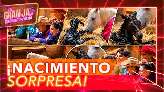 THE VIP FARM FOAL WAS BORN LIVE ON AIR AND EVERYONE WAS SURPRISED!