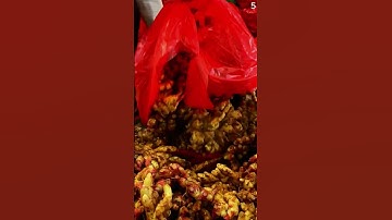 Panen jahe di ladang dengan hasil yang sangat memuaskan #shorts